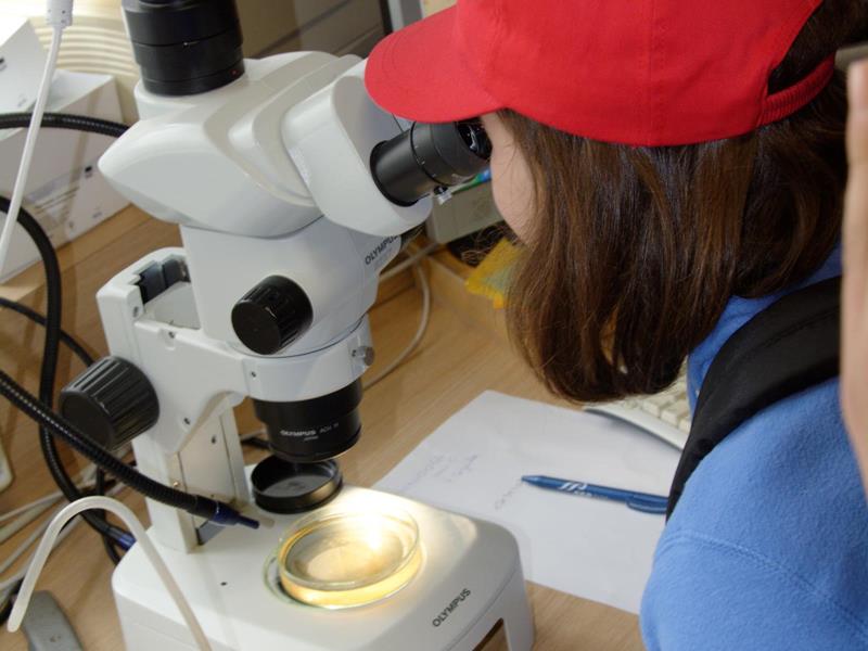 Die Wassertiere werden im Stereomikroskop bestimmt