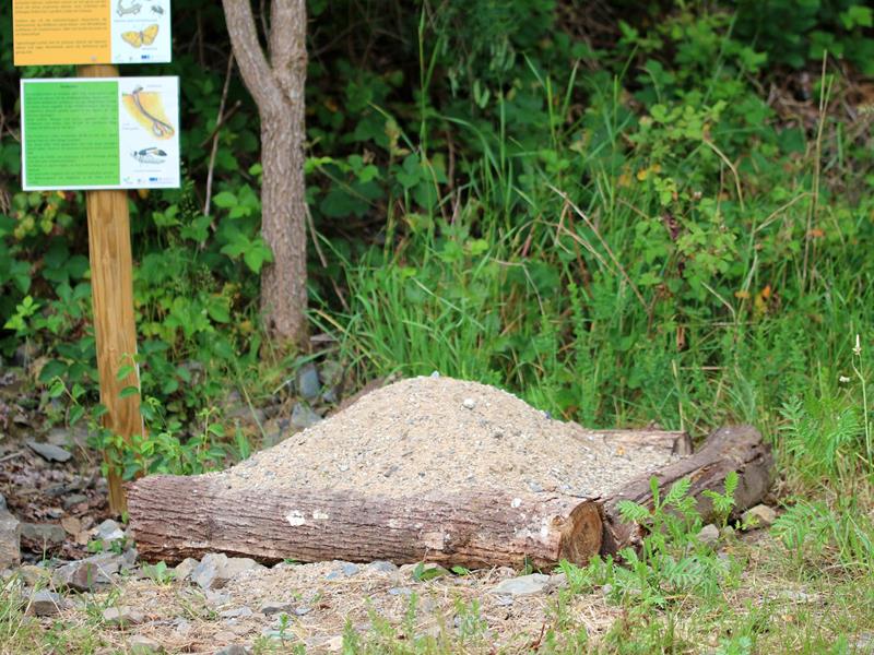 Führung durch den Naturpädagogischen Garten