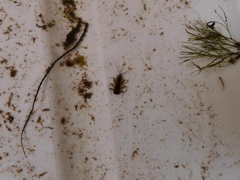 1. Was lebt in der Our? - Wassererlebniszentrum