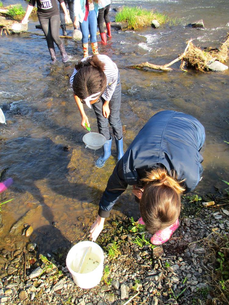 Die Schüler fangen Wassertiere in der Our 1