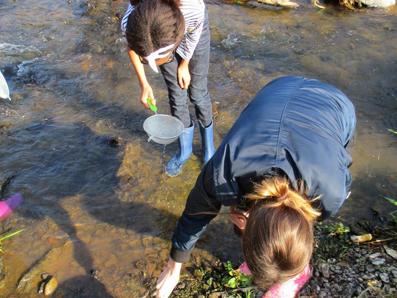 Die Schüler fangen Wassertiere in der Our 1