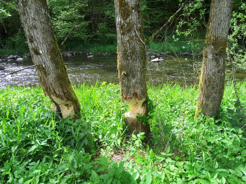 1. Was lebt in der Our? - Wassererlebniszentrum