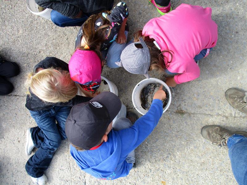 3. Wir erleben die Natur (Spillschoul/Kindergarten)