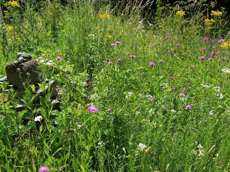 Führung durch den Naturpädagogischen Garten