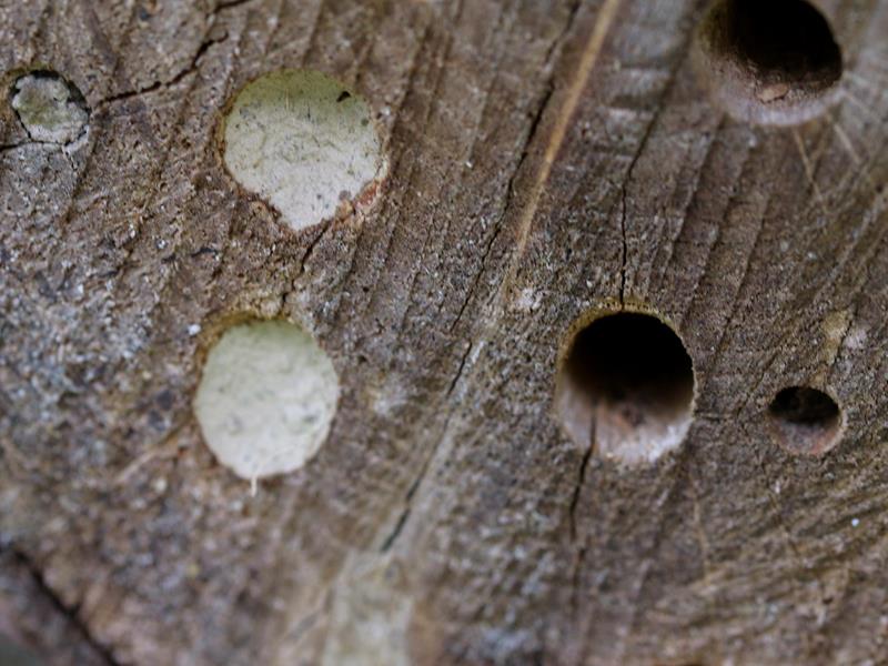 Führung durch den Naturpädagogischen Garten