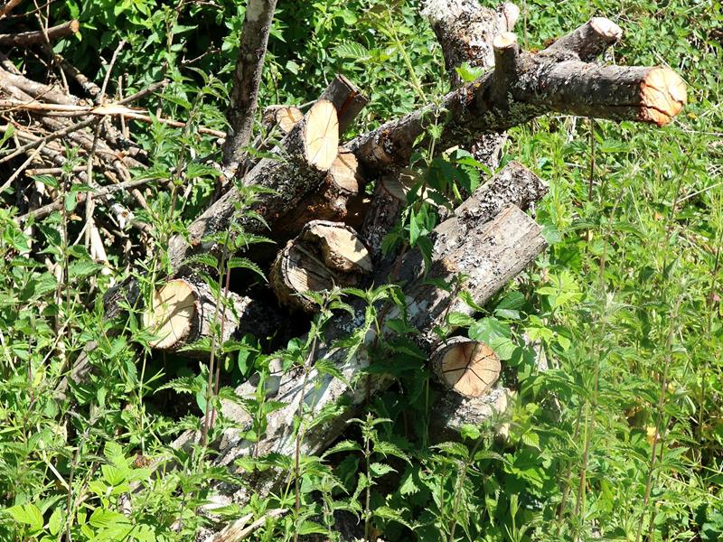 Führung durch den Naturpädagogischen Garten