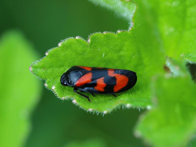 Führung durch den Naturpädagogischen Garten