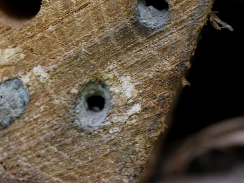 3. Führung durch den Naturpädagogischen Garten