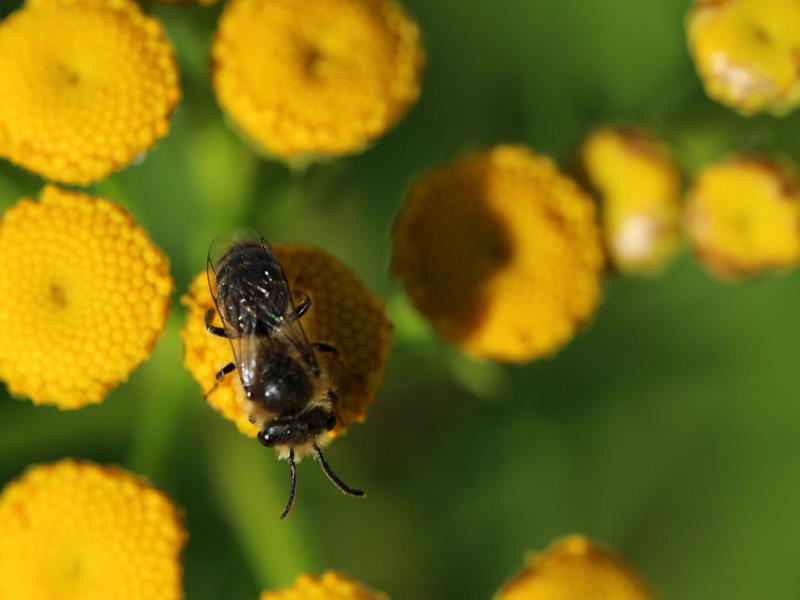 3. Führung durch den Naturpädagogischen Garten